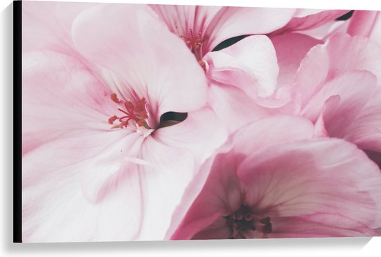 Canvas - Roze Bloemen - 90x60 cm Foto op Canvas Schilderij (Wanddecoratie op Canvas)