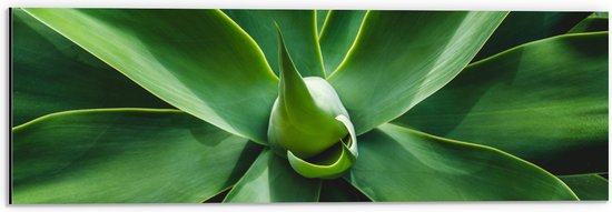 Dibond - Groene Bladeren van een Plant - 60x20 cm Foto op Aluminium (Wanddecoratie van metaal)
