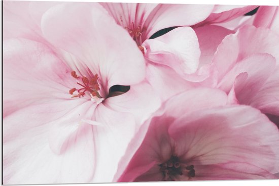 Dibond - Roze Bloemen - 90x60 cm Foto op Aluminium (Wanddecoratie van metaal)