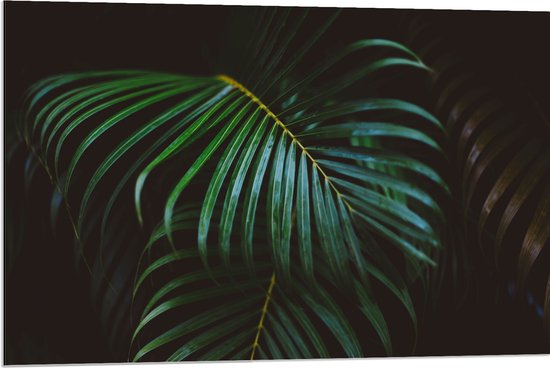 Dibond - Groene Palmbladeren - 90x60 cm Foto op Aluminium (Met Ophangsysteem)