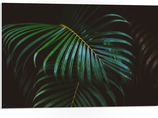 PVC Schuimplaat - Groene Palmbladeren - 75x50 cm Foto op PVC Schuimplaat (Met Ophangsysteem)
