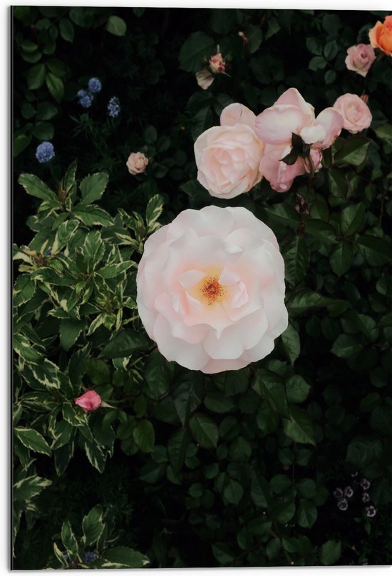 WallClassics - Dibond - Japanse Camellia Bloem op Groene Struik - 50x75 cm Foto op Aluminium (Wanddecoratie van metaal)
