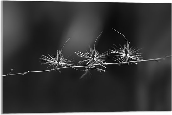 Acrylglas - Kleine Bloementjes - Zwart/Wit - 75x50 cm Foto op Acrylglas (Wanddecoratie op Acrylaat)