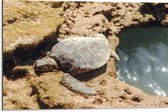 Dibond - Schildpad op Stenen langs een Watertje - 75x50 cm Foto op Aluminium (Met Ophangsysteem)