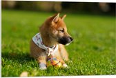 WallClassics - Acrylglas - Bruine Shiba Hond in het Gras - 90x60 cm Foto op Acrylglas (Met Ophangsysteem)