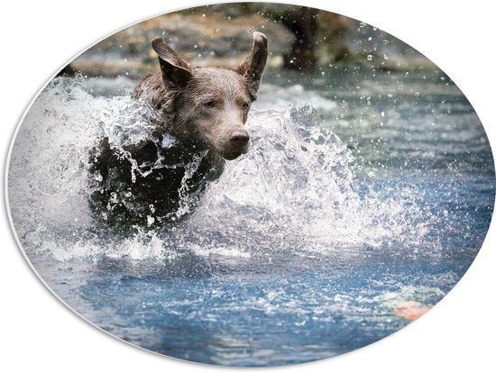 WallClassics - PVC Schuimplaat Ovaal - Bruine Hond Rennend door het Water - 56x42 cm Foto op Ovaal (Met Ophangsysteem)