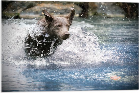 WallClassics - Acrylglas - Bruine Hond Rennend door het Water - 75x50 cm Foto op Acrylglas (Met Ophangsysteem)