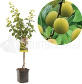 Pruimenboom - Prunus domestica Reine Claude d'Oullins - Gele pruim  - laagstam - 150cm