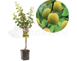 Pruimenboom - Prunus domestica Reine Claude d'Oullins - Gele pruim  - laagstam - 150cm