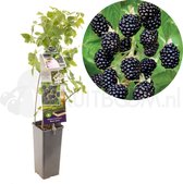 Doornloze zwarte braam - Rubus fruticosus 'Black Satin' - bramenstruik - zoete braam