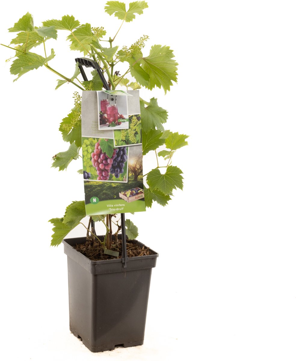 Vitis vinifera Trio druif
