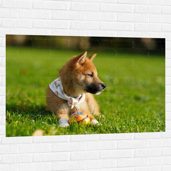 WallClassics - Muursticker - Bruine Shiba Hond in het Gras - 120x80 cm Foto op Muursticker