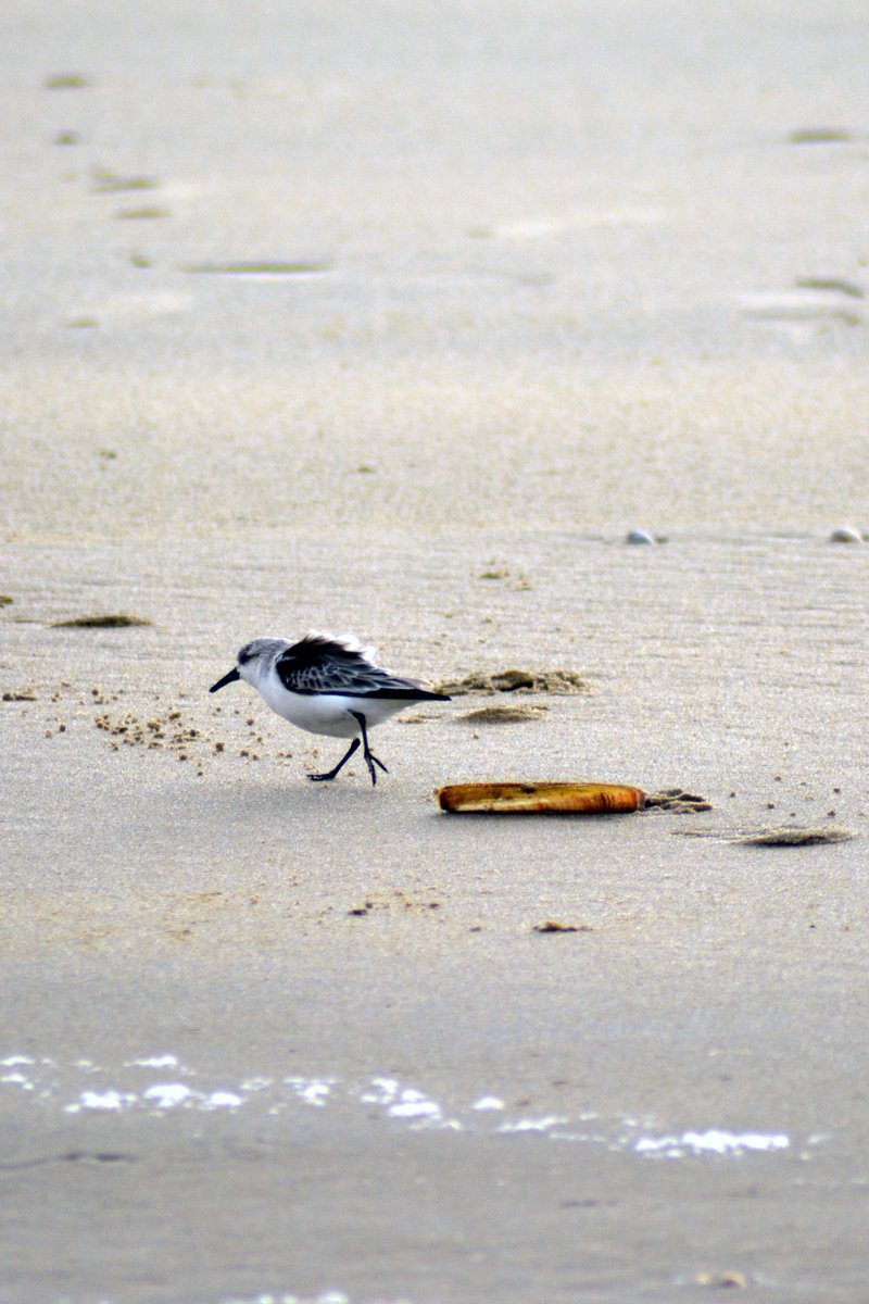 Texelphotos.nl - Foto op textiel – Texel Strandloper - Wandkleed - Duin - Strand - Noordzee – Textielposter - Zeevogels - Wanddecoratie Stof - Natuur - Landschap – 40 x 60 cm.