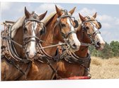 WallClassics - PVC Schuimplaat- Drietal Belgische Karpaarden - 105x70 cm Foto op PVC Schuimplaat