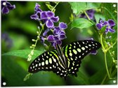 Tuinposter – Graphium agamemnon Vlinder op Paarse Bloemen - 80x60 cm Foto op Tuinposter (wanddecoratie voor buiten en binnen)