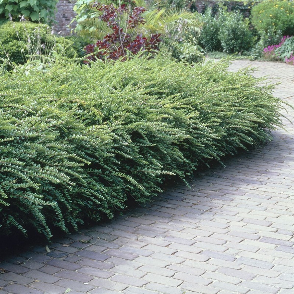 12 x Struikkamperfoelie XL Wintergroen - Bodembedekker en Haagplant - Lonicera nitida 'Maigrun' in C1.5(liter) pot met hoogte 10 - 20cm