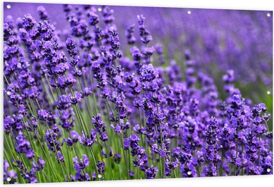 Tuinposter – Lavendel Planten op een Grasveld - 150x100 cm Foto op Tuinposter (wanddecoratie voor buiten en binnen)