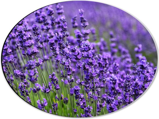 Dibond Ovaal - Lavendel Planten op een Grasveld - 40x30 cm Foto op Ovaal (Met Ophangsysteem)