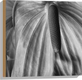 Hout - Spathiphyllum Cochlearspathum Bloem - Zwart/Wit - 50x50 cm - 9 mm dik - Foto op Hout (Met Ophangsysteem)