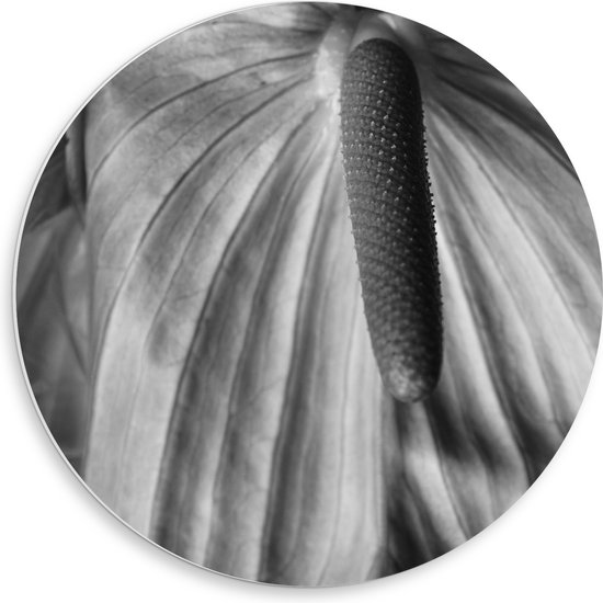 PVC Schuimplaat Muurcirkel - Spathiphyllum Cochlearspathum Bloem - Zwart/Wit - 50x50 cm Foto op Muurcirkel (met ophangsysteem)