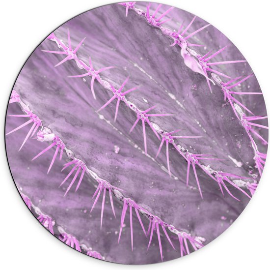 WallClassics - Dibond Muurcirkel - Paarse Cactus in Close-up - 70x70 cm Foto op Aluminium Muurcirkel (met ophangsysteem)