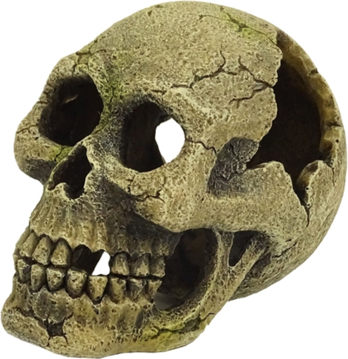 Schedel - 11 cm - Aquariumdecoratie