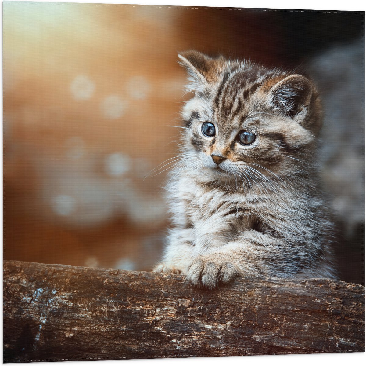 Vlag - Gestreepte Kitten achter een Boomstam - 80x80 cm Foto op Polyester Vlag