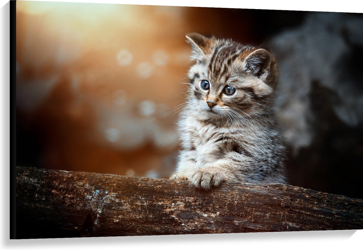 Canvas - Gestreepte Kitten achter een Boomstam - 120x80 cm Foto op Canvas Schilderij (Wand