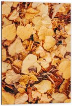 Dibond - Herfstige Bladeren op de Grond - 60x90 cm Foto op Aluminium (Met Ophangsysteem)