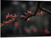 WallClassics - Dibond - Rode Smalle Bladeren aan Boomtak - 80x60 cm Foto op Aluminium (Met Ophangsysteem)