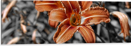 WallClassics - Dibond - Herfstkleurige Lelie op Grijze Takken - 120x40 cm Foto op Aluminium (Met Ophangsysteem)