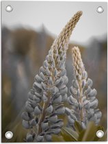 WallClassics - Poster de Jardin - Plante Vivace de Lupine dans le Champ - 30x40 cm Photo sur Poster de Jardin (décoration murale pour l'extérieur et l'intérieur)