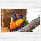 Muursticker - Meerkleurige Lori Vogels op Boomstam - 60x40 cm Foto op Muursticker