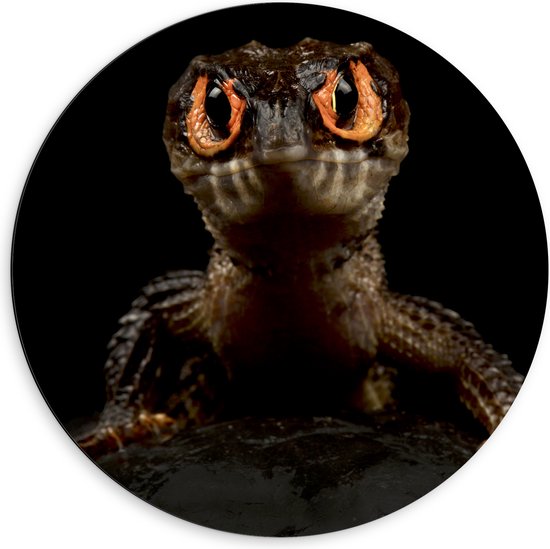 Dibond Muurcirkel - Krokodil met Angstaanjagende Rode Ogen tegen Zwarte Achtergrond - 60x60 cm Foto op Aluminium Muurcirkel (met ophangsysteem)