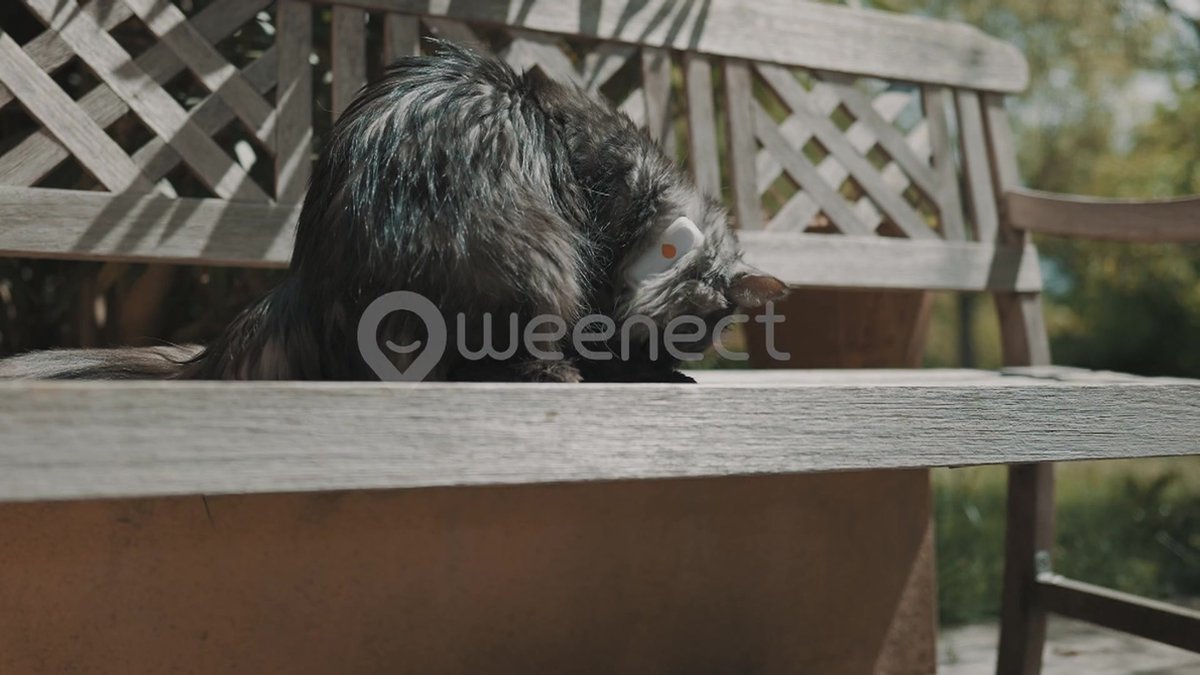 Weenect CATS² GPS Tracker voor Katten