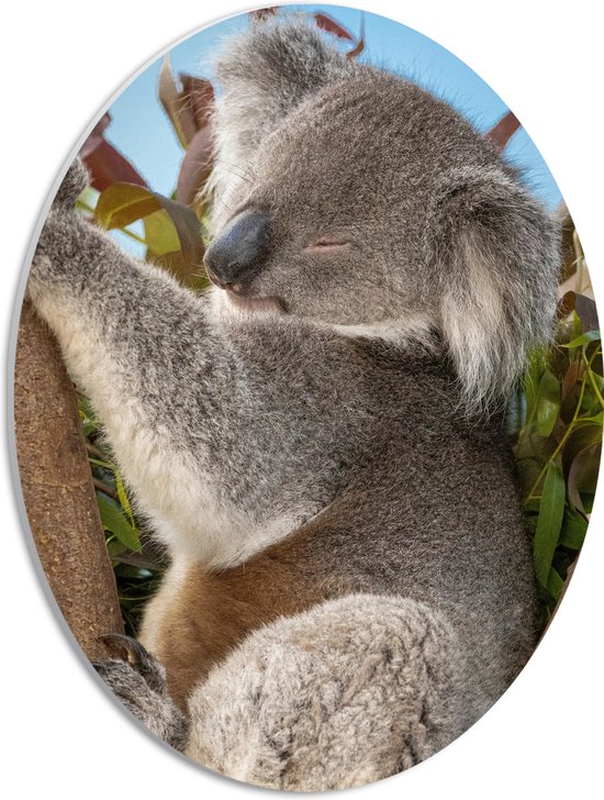 PVC Schuimplaat Ovaal - Slapende Koala op Takken met Bladeren - 30x40 cm Foto op Ovaal (Met Ophangsysteem)