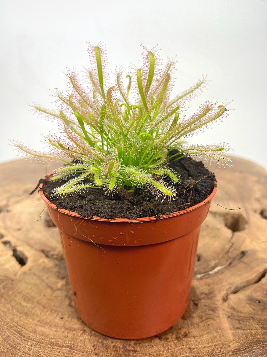 Zonnedauw Setje | Drosera 'Capensis Alba' | 2 stuks | Potmaat: ø 8.5 cm hoogte: 10cm | Prachtige en nuttige verzameling