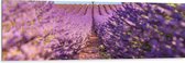 Dibond - Pad naar Boom in het Lavendelveld - 150x50 cm Foto op Aluminium (Met Ophangsysteem)