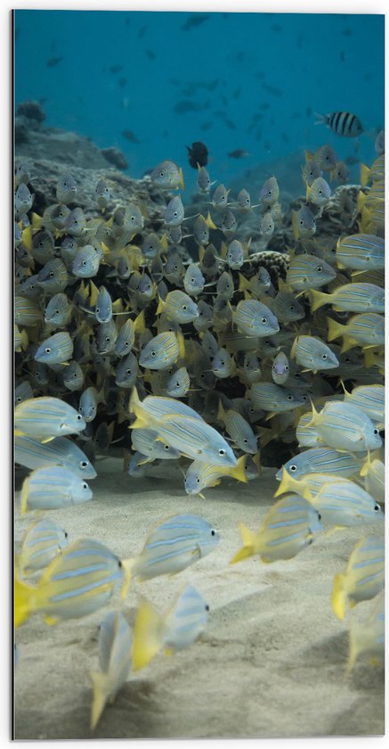 Dibond - School van Blauw met Gele Vissen - 50x100 cm Foto op Aluminium (Wanddecoratie van metaal)