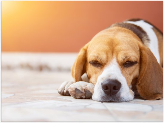 Poster (Mat) - Rustende Beagle Puppy in Oranje Licht - 100x75 cm Foto op Posterpapier met een Matte look