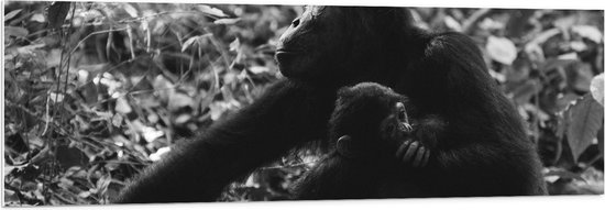 WallClassics - PVC Schuimplaat- Chimpansee Moeder met haar Jong (zwart- wit) - 150x50 cm Foto op PVC Schuimplaat