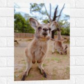 Muursticker - Snuffelende Kangaroo bij Familie - 40x60 cm Foto op Muursticker
