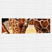 WallClassics - Muursticker - Buigende Giraffe - 120x40 cm Foto op Muursticker