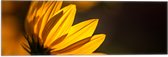 Vlag - Zijaanzicht van Gele Bloembladeren met Zonlicht - 60x20 cm Foto op Polyester Vlag