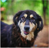 Poster Glanzend – Meerkleurige Aankijkende Hond met Rode Ogen in Bos - 50x50 cm Foto op Posterpapier met Glanzende Afwerking