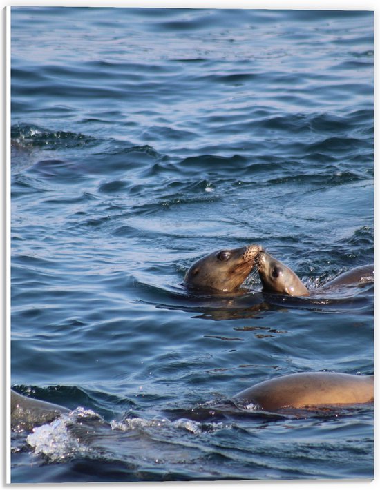 PVC Schuimplaat- Kussende Zeeleeuwen in de Zee - 30x40 cm Foto op PVC Schuimplaat