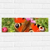 WallClassics - Muursticker - Dagpauwoog Vlinder met Prachtige Vleugels - 60x20 cm Foto op Muursticker