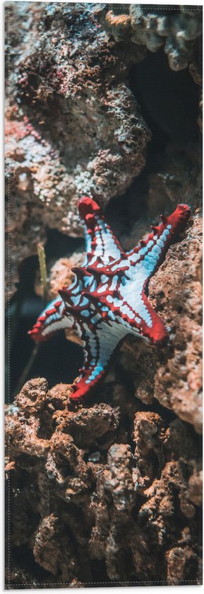 Vlag - Rood met Blauwe Zeester op Rotsen op Zeebodem - 20x60 cm Foto op Polyester Vlag