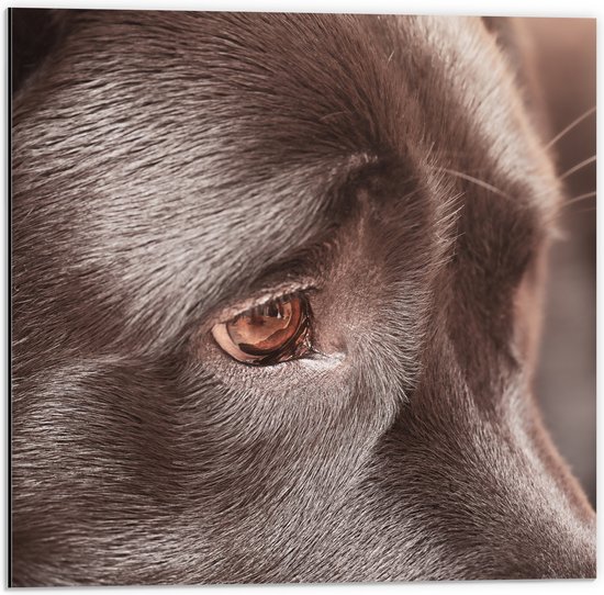 Dibond - Close-up van Oog van Labrador - 50x50 cm Foto op Aluminium (Met Ophangsysteem)