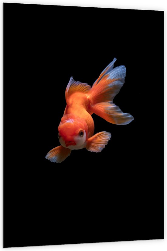 Dibond - Oranda Visje op Zwarte Achtergrond - 100x150 cm Foto op Aluminium (Wanddecoratie van metaal)